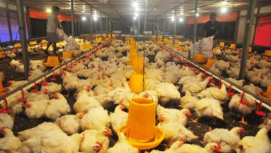 Pekerja memberi makan ayam broiler di kandang ayam sistem close house di Desa Jurang, Gebog, Jawa Tengah, Jumat (20/6/2025). (ANTARA FOTO/Yusuf Nugroho/bar/ISTIMEWA)