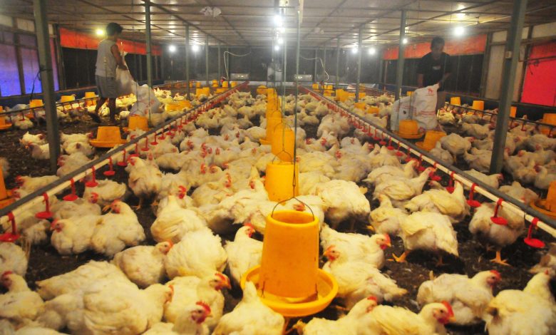 Pekerja memberi makan ayam broiler di kandang ayam sistem close house di Desa Jurang, Gebog, Jawa Tengah, Jumat (20/6/2025). (ANTARA FOTO/Yusuf Nugroho/bar/ISTIMEWA)