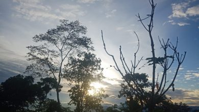 Suasana fajar di jalur pendakian Gunung Gawalise dekat Selter II, dengan siluet pohon dan langit terang yang menandakan matahari terbit.