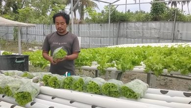 Moh Ikbal panen selada hidroponik di Desa Binangga, Kecamatan Marawola,kebun modern Kabupaten Sigi.