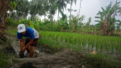 Firmansyah sedang bekerja di lahan pertanian terpadu padi dan ikan di Desa Kotarindau, Dolo.