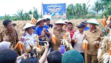 Gubernur Sulawesi Tengah Anwar Hafid memegang jagung hasil panen di Desa Bora, Sigi, bersama petani dan pejabat daerah.