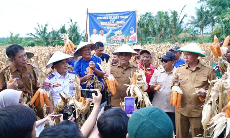 Gubernur Sulawesi Tengah Anwar Hafid memegang jagung hasil panen di Desa Bora, Sigi, bersama petani dan pejabat daerah.