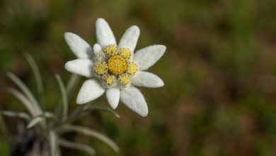 Ilustrasi Bunga Adelwes (Foto IST)