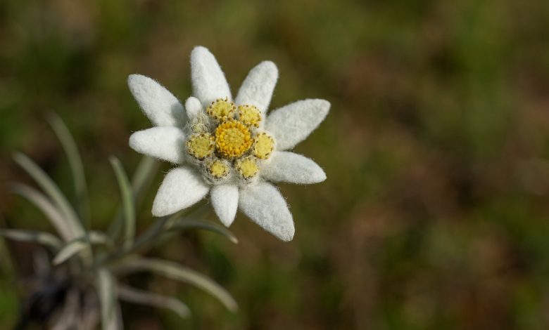 Ilustrasi Bunga Adelwes (Foto IST)