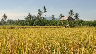Hamparan sawah di Kabupaten Sigi menjelang panen. Pertanian menjadi salah satu tumpuan utama perekonomian masyarakat, sekaligus alasan pentingnya dukungan kebijakan pembangunan dari pusat. (Foto: Dokumentasi Interkini)
