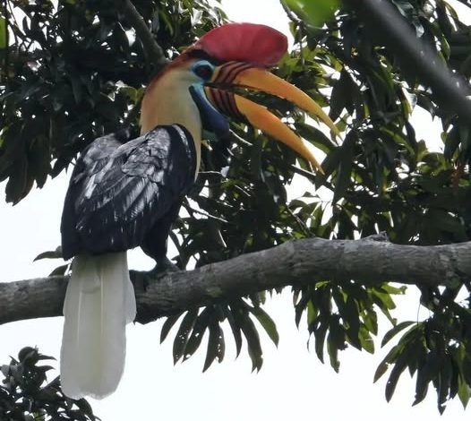 Julang Sulawesi (Rhyticeros cassidix) bertengger di dahan pohon. (Foto: Dok. FB Taman Nasional Lore Lindu)