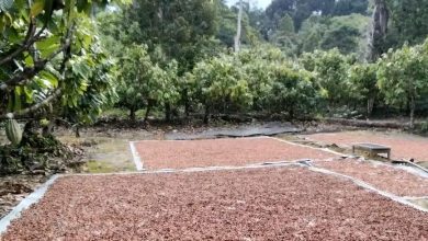 Biji kakao dijemur di kebun petani Kabupaten Sigi, Sulawesi Tengah, salah satu komoditas andalan ekspor daerah.