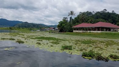 Enceng gondok meluas di Dermaga Tomado, Danau Lindu. Persoalan ini belum tertangani. (Foto: Interkini.co)