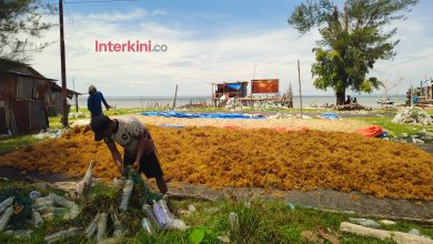 Warga menjemur hasil budidaya rumput laut di Pantai Amal, Kota Tarakan, Kalimantan Utara. Budidaya rumput laut di kawasan pesisir tersebut menjadi sumber penghidupan sekaligus tradisi masyarakat yang terus bertahan hingga kini. (Foto: ss/INTERKINI.CO)