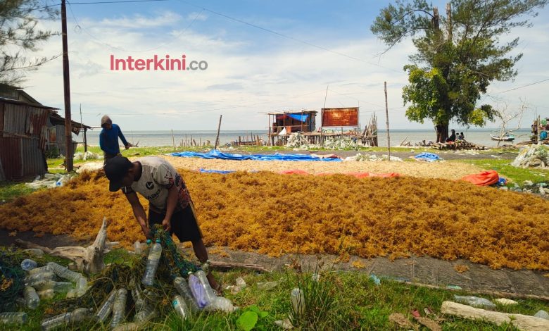 Warga menjemur hasil budidaya rumput laut di Pantai Amal, Kota Tarakan, Kalimantan Utara. Budidaya rumput laut di kawasan pesisir tersebut menjadi sumber penghidupan sekaligus tradisi masyarakat yang terus bertahan hingga kini. (Foto: ss/INTERKINI.CO)
