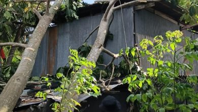 BPBD Sidenreng Rappang membersihkan pohon tumbang yang menimpa rumah warga akibat angin kencang (13/6). Dokumentasi: BPBD Sidenreng Rappang.