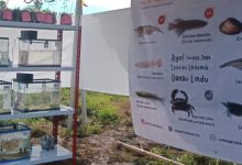 Stan Yayasan Aksi Konservasi Celebica menampilkan mini laboratorium pengembangbiakan ikan endemik serta informasi delapan spesies endemik Danau Lindu pada Festival Danau Lindu di Kecamatan Lindu, Kabupaten Sigi. (Foto: Interkini.co)