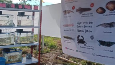 Stan Yayasan Aksi Konservasi Celebica menampilkan mini laboratorium pengembangbiakan ikan endemik serta informasi delapan spesies endemik Danau Lindu pada Festival Danau Lindu di Kecamatan Lindu, Kabupaten Sigi. (Foto: Interkini.co)