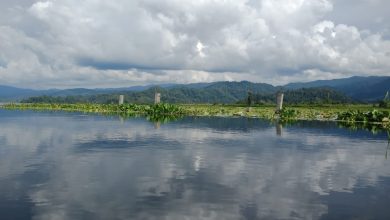 Hamparan eceng gondok di tepian Danau Lindu, Kabupaten Sigi, yang mempersempit habitat biota endemik danau.