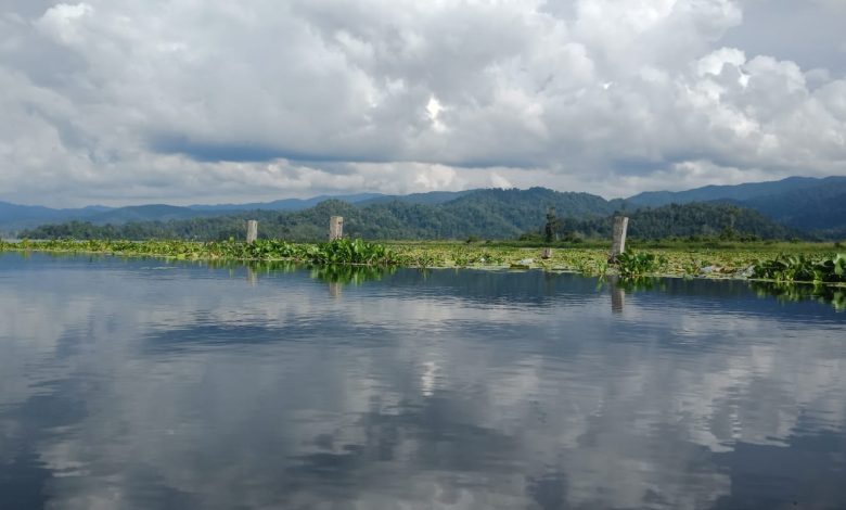 Hamparan eceng gondok di tepian Danau Lindu, Kabupaten Sigi, yang mempersempit habitat biota endemik danau.