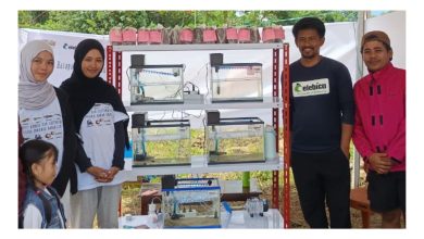 Tim Yayasan Aksi Konservasi Celebica memperkenalkan mini laboratorium pengembangbiakan ikan endemik Danau Lindu di Festival Danau Lindu, Kabupaten Sigi.